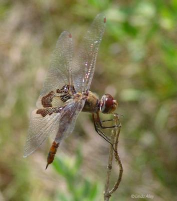 saddlebags id