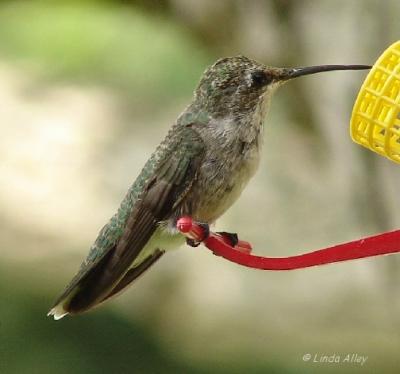 black-chinned immature male