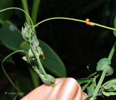 gulf fritillary eggs and first instar