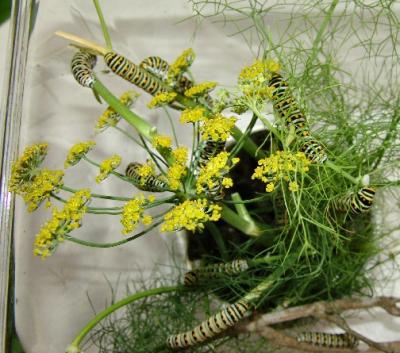 swallowtails feeding on fennel