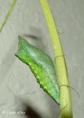 black swallowtail chrysalis