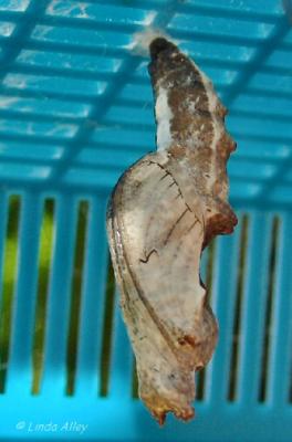gulf fritillary chrysalis