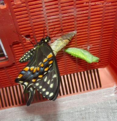 black swallowtail drying wings