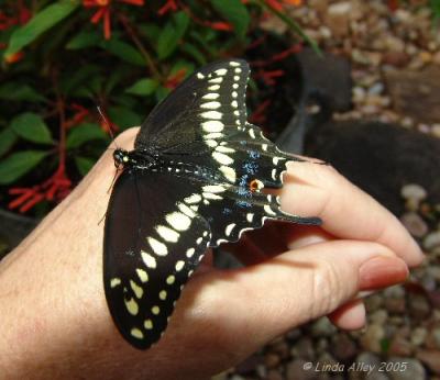 swallowtail release