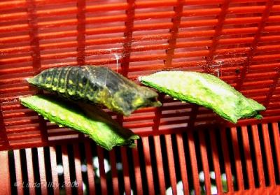 swallowtail chrysalis day of emergence