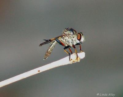 robber fly