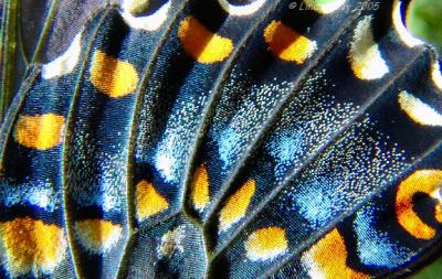 swallowtail scales