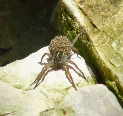wolf spider with young