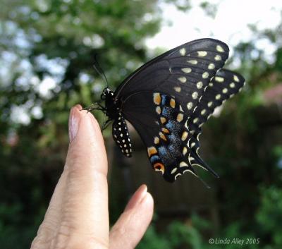 black swallowtail release