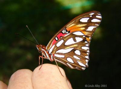 gulf fritillary