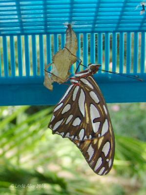 gulf fritillary drying wings