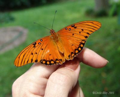 gulf fritillary realese