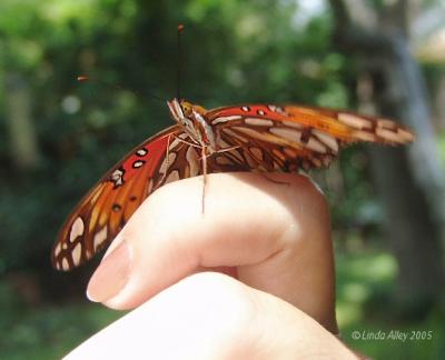 gulf fritrillary release