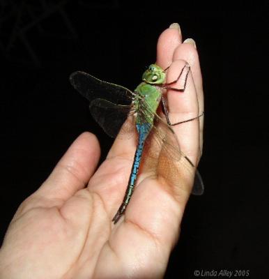 common green darner