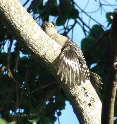 juvie female