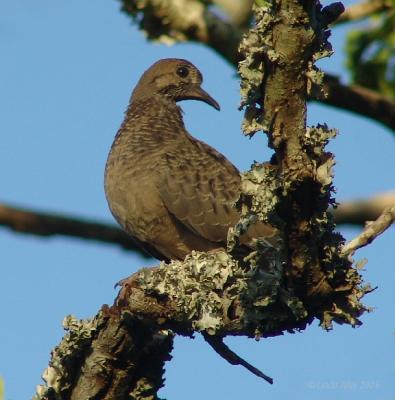 mourning dove juvie