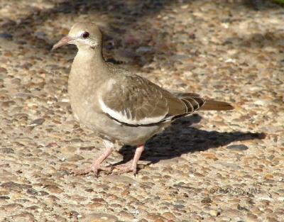 white winged dove juvie