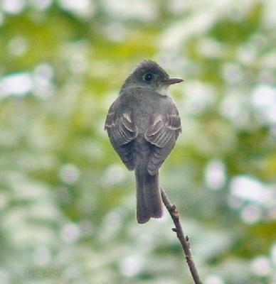 eastern wood pewee