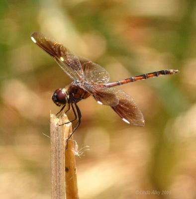 four spotted pennant female
