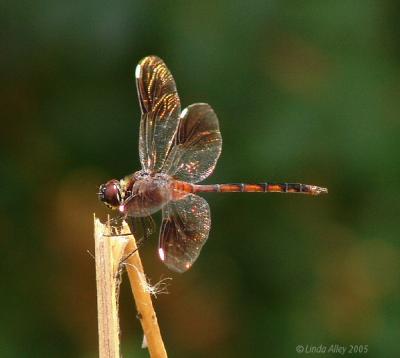 four spottet pennant female