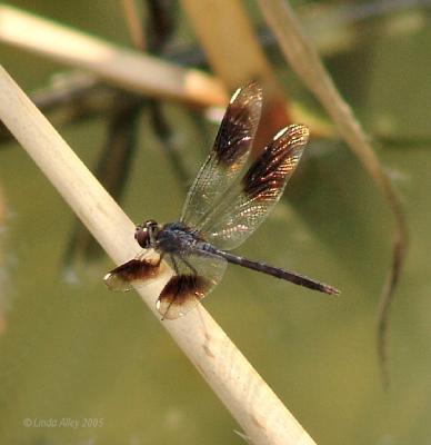 four spotted pennant male