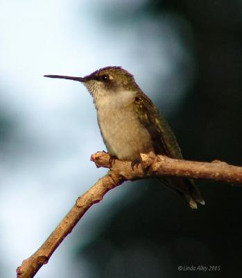 ruby-throated immature male