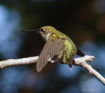 ruby-throated stretch