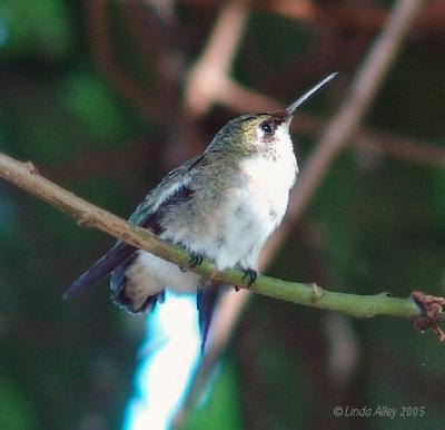 ruby-throated no tail