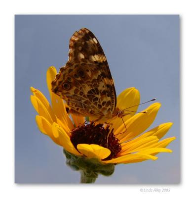 painted lady