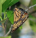 monarchs mating