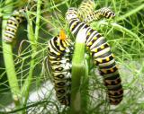 black swallowtail horns