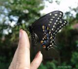black swallowtail release