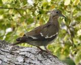 white-winged dove juvie