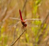 red-tailed pennant