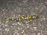 salamandra