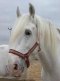 White Shire Horse (234)