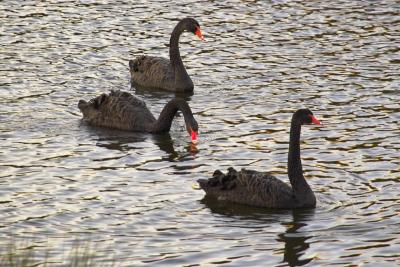 Black Swans PFL