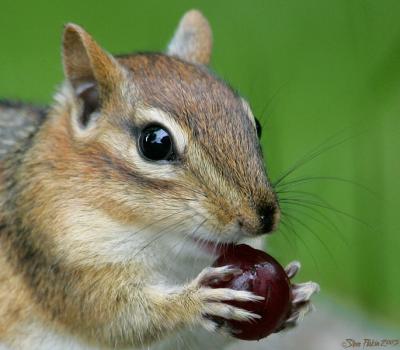 In the Face of Chipmunk.jpg