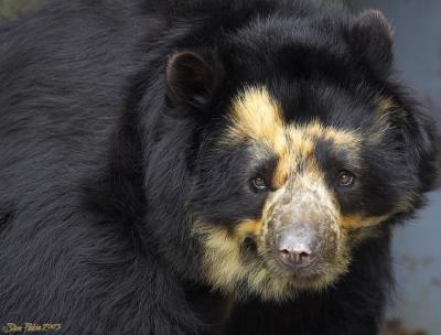 Spectacled Bear