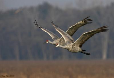 Sandhill Cranes