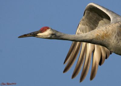 Crane Wing