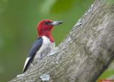 Red Headed Woodpecker