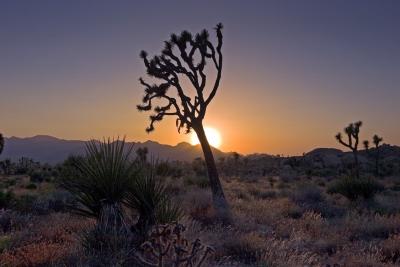 Joshua-sundown-upload1.jpg