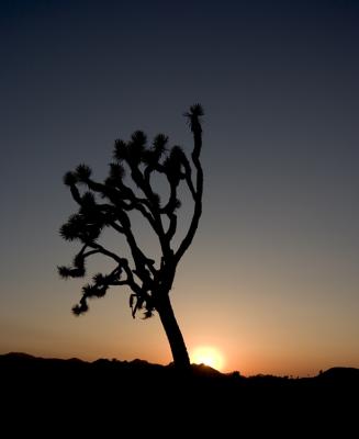 Joshua-sundown-upload2.jpg