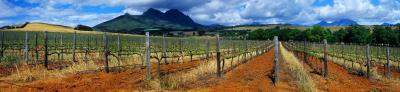 green hills of Stellenbosch