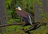 Eagle Near Telegraph Cove