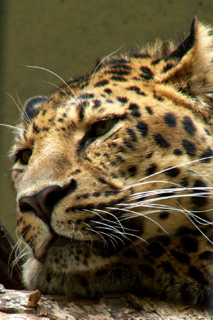 Sleepy guy at the Zoo