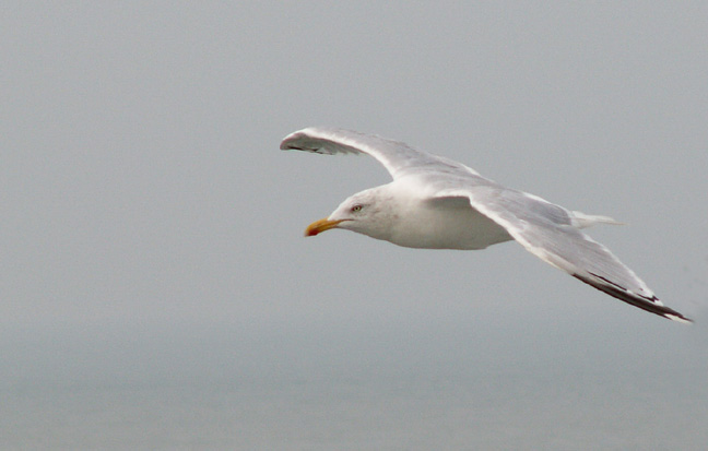 gull