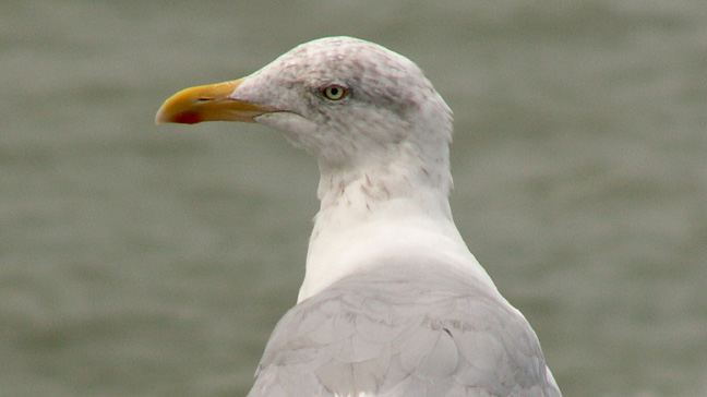 gull from boat