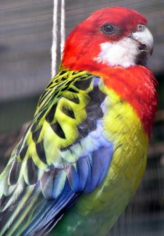Isle of Wight Zoo